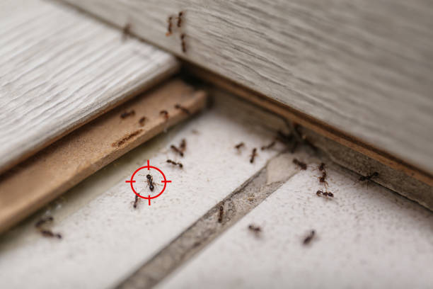Best Bed Bug Extermination  in Detroit Beach, MI