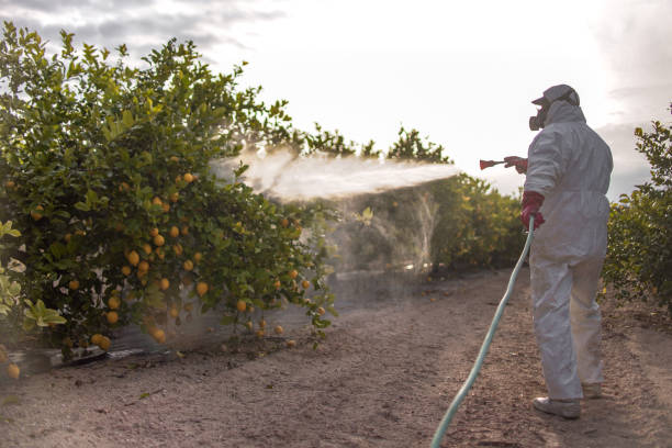Best Local Pest Control Services  in Detroit Beach, MI