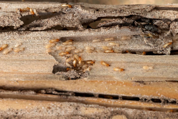 Best Pest Control Near Me in Detroit Beach, MI
